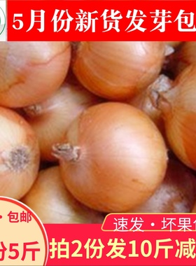 安丘农家黄洋葱 洋葱头圆葱 山东白洋葱新鲜5斤包邮10斤大洋葱