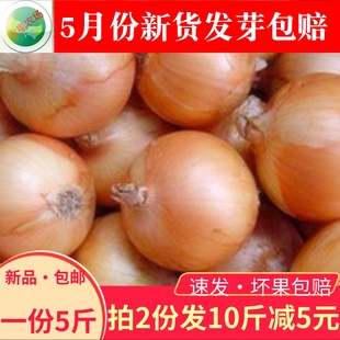 安丘农家黄洋葱 洋葱头圆葱 山东白洋葱新鲜5斤包邮10斤大洋葱