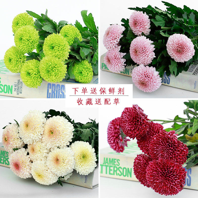 云南昆明基地办公室鲜切花乒乓菊