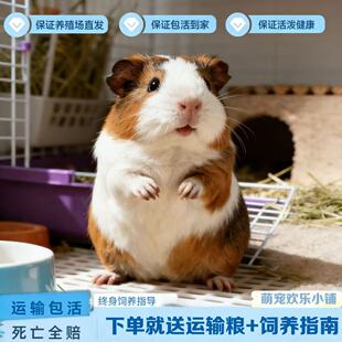 活体荷兰鼠可繁殖豚鼠活物荷兰猪亲人宠物饲养简单 包成活率高 包邮