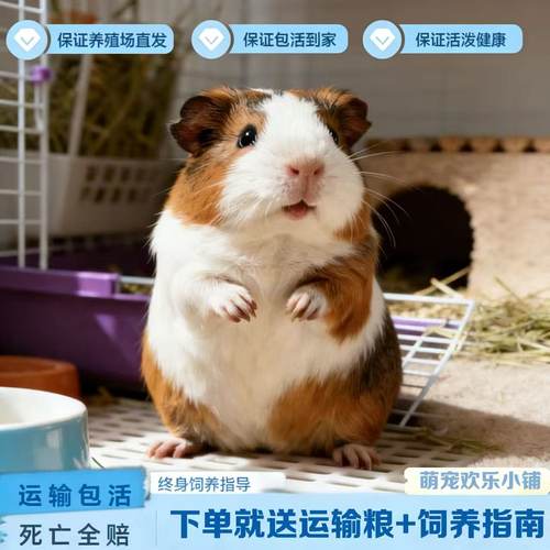 好饲养活物荷兰鼠包邮包活荷兰猪