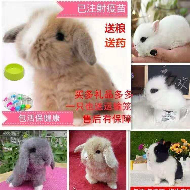 小兔子宠物兔活体垂耳兔侏儒兔猫猫公主兔凤眼熊猫包邮成活率高|ruв категории животное/Животное питание и принадлежностей, зайцеобразные и принадлежностей, кролик - от Buy2taobao.com для оказания профессиональной услуги покупки агента Taobao