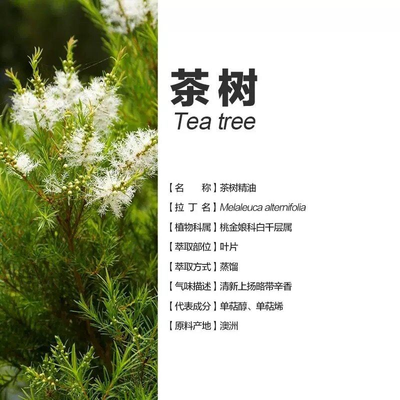 澳洲产茶树单方纯精油控油粉刺痘痘收紧毛孔品质好油面部身体按摩