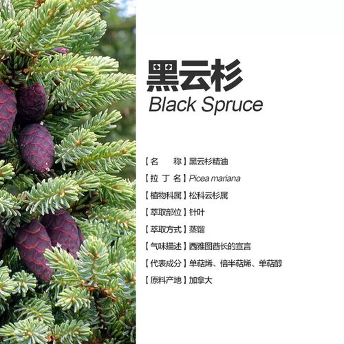 宿密香源 黑云杉单方纯精油 加拿大产区天然植物精油香薰舒缓情绪