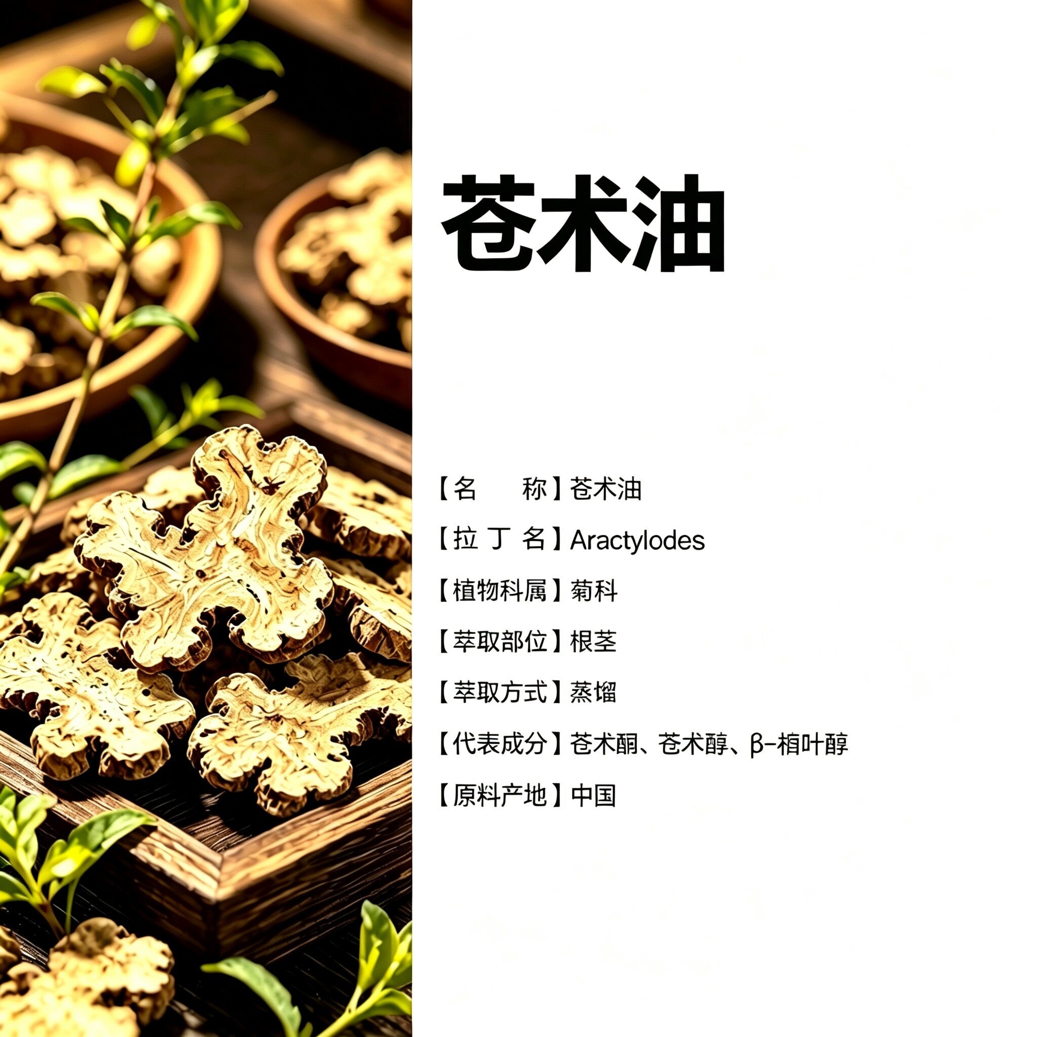 苍术单方精油纯植物本草精油通经络祛湿健脾化浊全身按摩刮痧药油