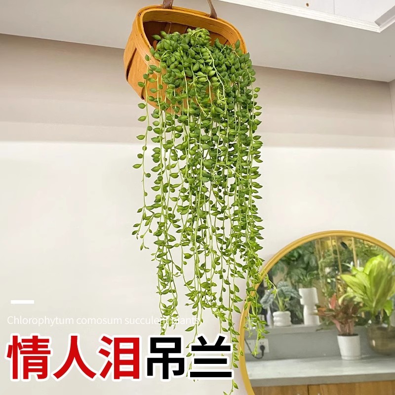 紫玄月多肉植物珍珠吊兰办公室内盆栽情人泪佛珠阳台垂挂四季好养
