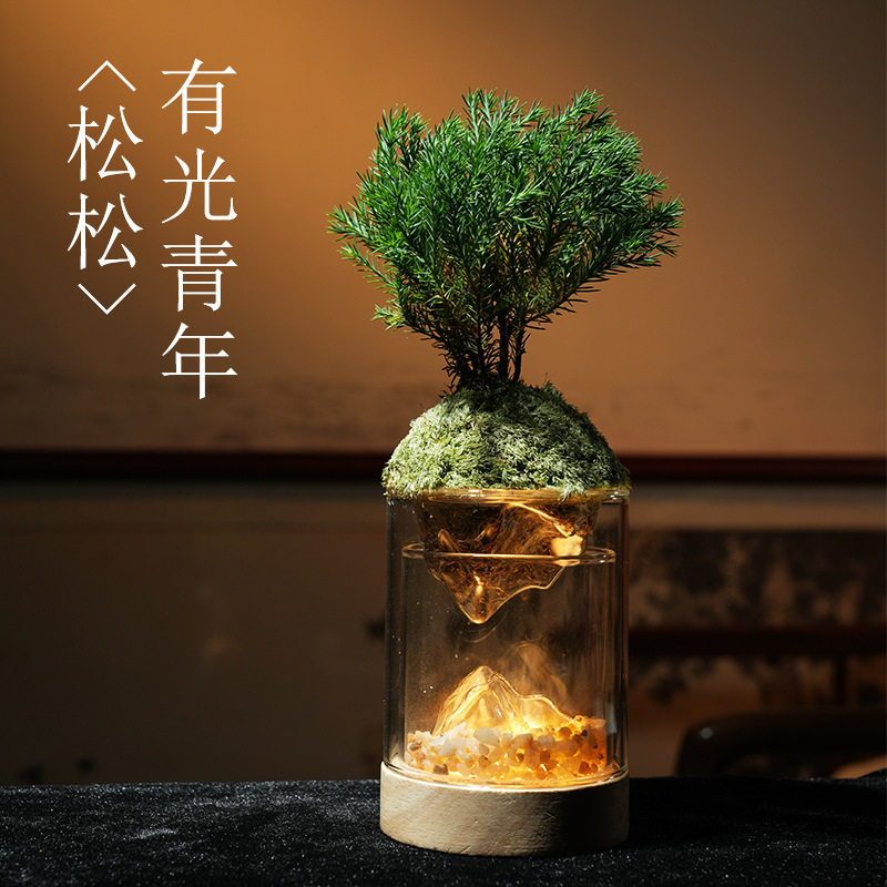 【有光雾凇】创意植物微景观小夜灯摆件房间客厅办公室装饰易养活