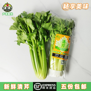 新鲜清芹水果青芹菜 榨汁炒菜生吃凉拌沙拉西芹当季蔬菜 顺丰速运