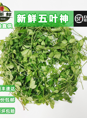 新鲜五叶神绞股蓝 蔬菜野菜煲汤泡茶食用特色食材福音草五七叶参