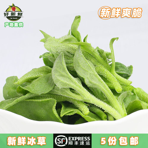 沙拉即食蔬菜新鲜冰草菜顺丰速运