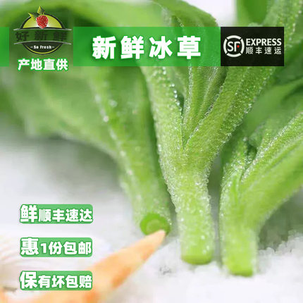 好新鲜冰草非洲冰菜 即食沙拉蔬菜凉拌轻食健身生菜 顺丰速运包邮
