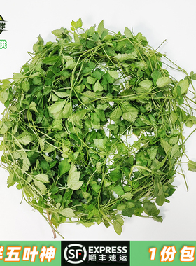 新鲜五叶神五叶参绞股蓝 特色野菜蔬菜煲汤泡茶餐饮食材 顺丰包邮