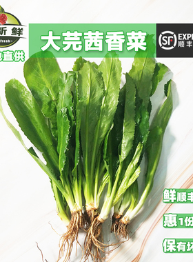 新鲜云南大香菜芫茜刺芹洋芫荽老缅傣香料广西横县鱼生料带根包邮