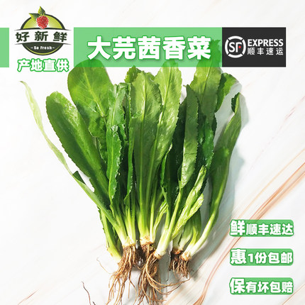新鲜云南大香菜芫茜刺芹洋芫荽老缅傣香料广西横县鱼生料带根包邮