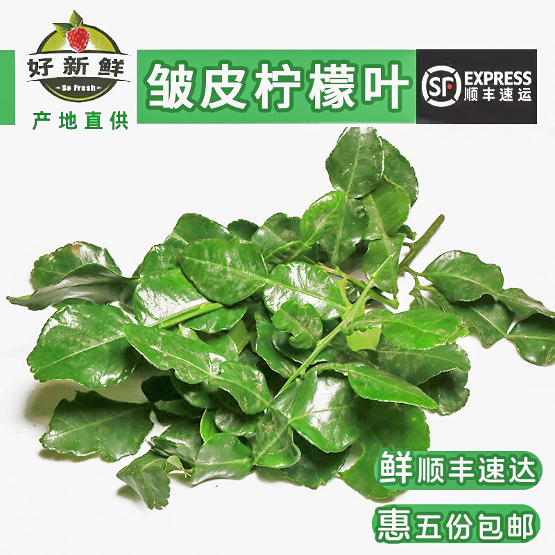 新鲜泰餐佐料皱皮柠檬叶冬阴功柠檬丑菊叶生腌料鱼生料 丑柠檬叶