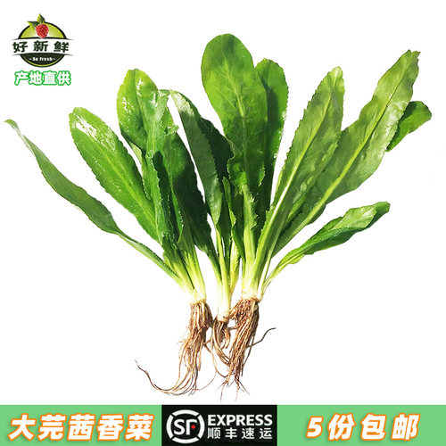 新鲜云南老缅大芜茜香菜广西鱼生