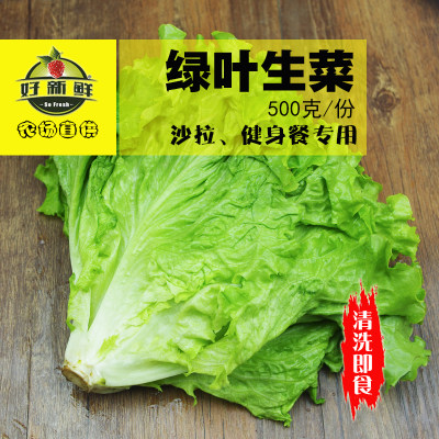 新鲜罗莎绿生菜绿毛绿珊瑚生菜沙拉烤肉即食西餐卷叶绿毛生菜500g