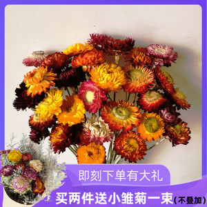 干花小雏菊 七彩雏菊麦杆菊 小菊花家居装饰餐桌插花配花 干花束