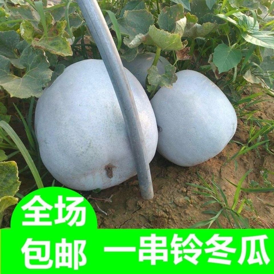 迷你小冬瓜蔬菜种子冬瓜种子四季