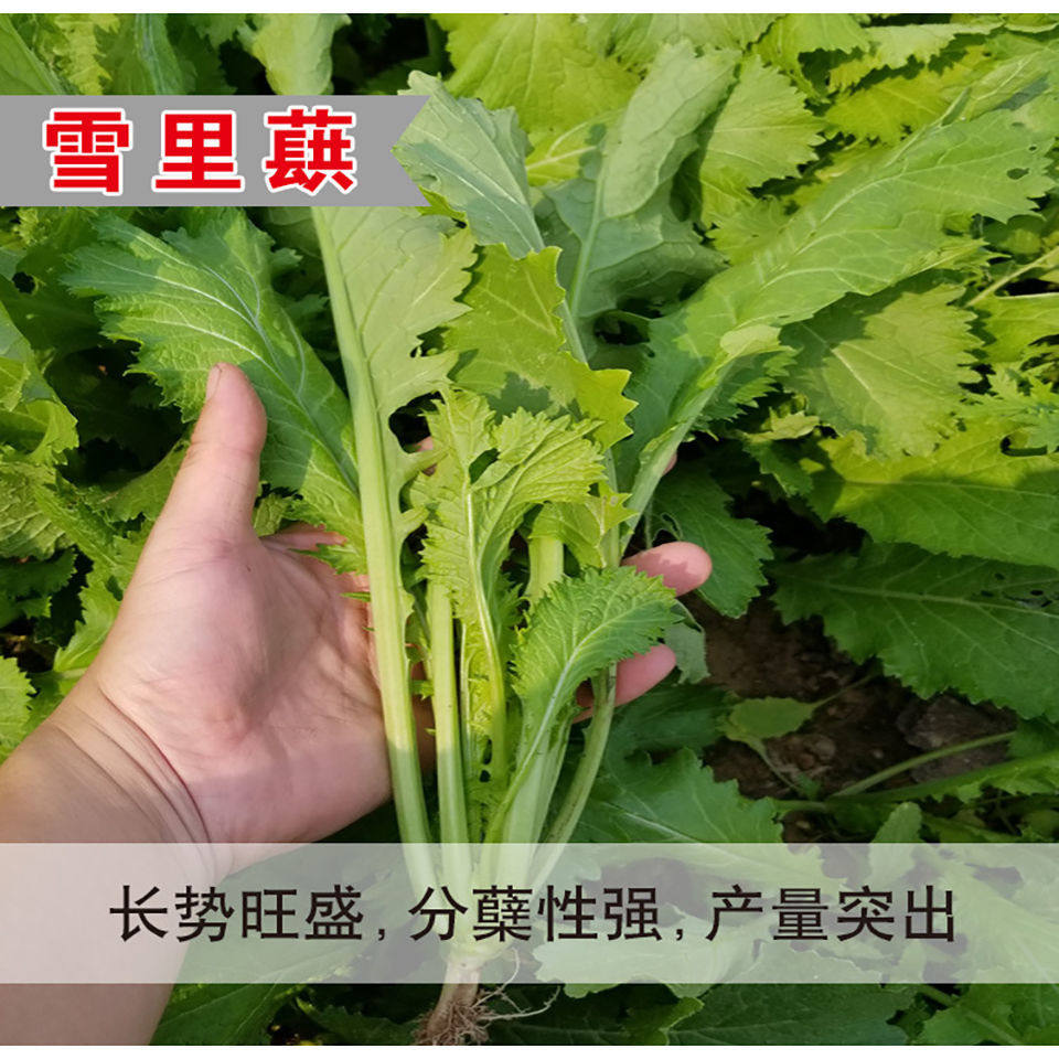 雪里蕻九头鸟菜种籽菜籽雪菜雪里红种孑春秋耐寒四季播芥菜蔬菜籽
