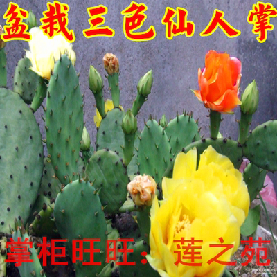 食用开花仙人掌苗种子仙人球绿植