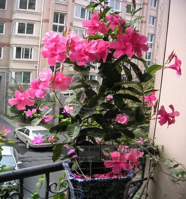 盆栽阳台红掌爬藤花卉