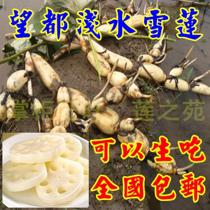 河北望都雪莲种子可以生吃的莲藕生食水果藕盆栽荷花浅水莲藕种