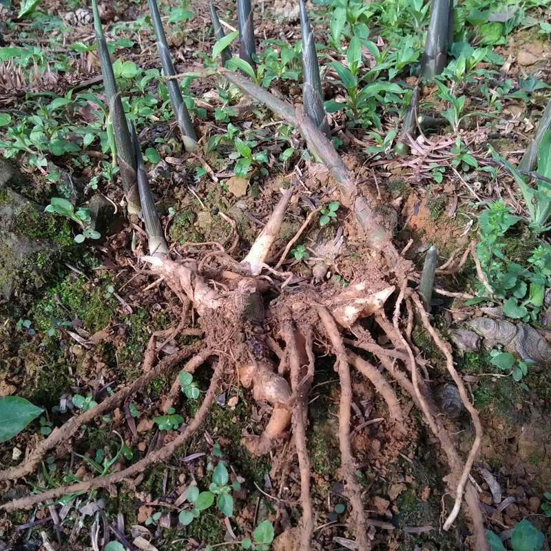 阳荷姜 洋荷姜 种苗 种根 野生阳藿 洋火姜 新鲜种子500g包邮茗荷