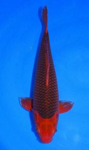 红松叶锦鲤 日本纯种进口 带头鱼大型冷水鱼精品观赏风水鱼包邮