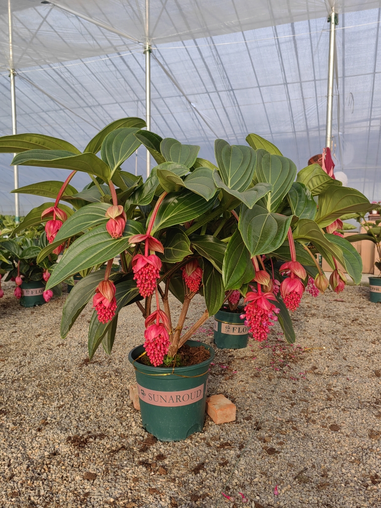 荷兰进口宝莲灯带花苞宝莲灯花红色大红中国红玫红庭院顺丰阳台
