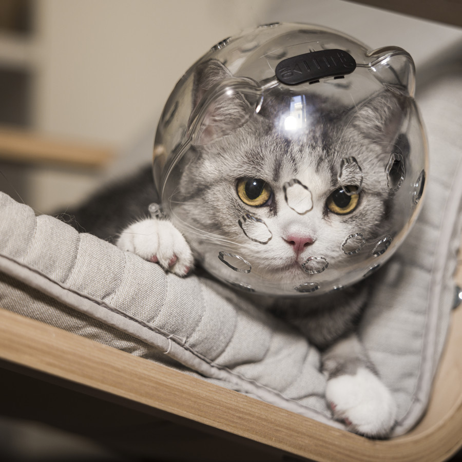 升级版猫耳朵头罩太空圈宠物伊丽莎白猫咪防舔防咬透气保护头罩