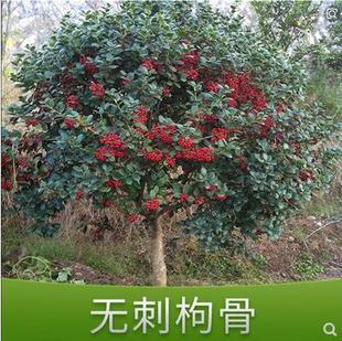 无刺枸骨树苗工程庭院绿化苗无刺枸骨球鸿运果树四季常青树苗耐寒