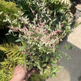 南天竹盆栽树苗红宝石进口暮光之城柠檬黄四季彩耐寒花镜花园庭院