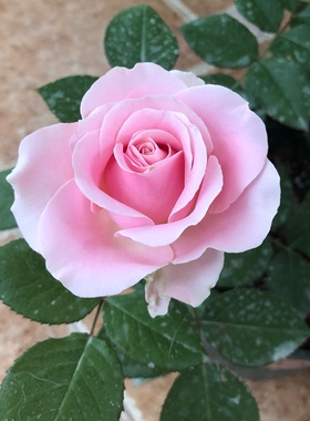 高档切花浓香玫瑰苗 粉红雪山 粉红色经典盆栽大花香水型切花月季