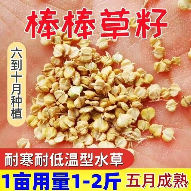 新货棒棒草籽养殖虾蟹棒头草苦梗草水草五月黄黄金籽养殖挺水水草