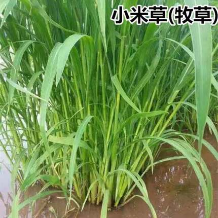 小米草种籽水草喂鱼草植物种子耐高温龙虾养殖专用草四季水淹养殖