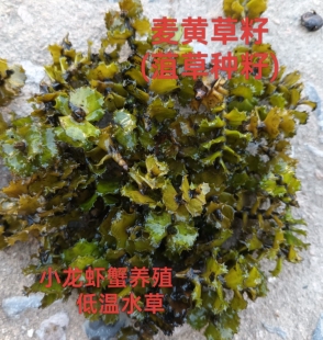 菹草种籽麦黄草种子虾藻石芽鱼缸造景养殖小龙虾专用水草增氧植物