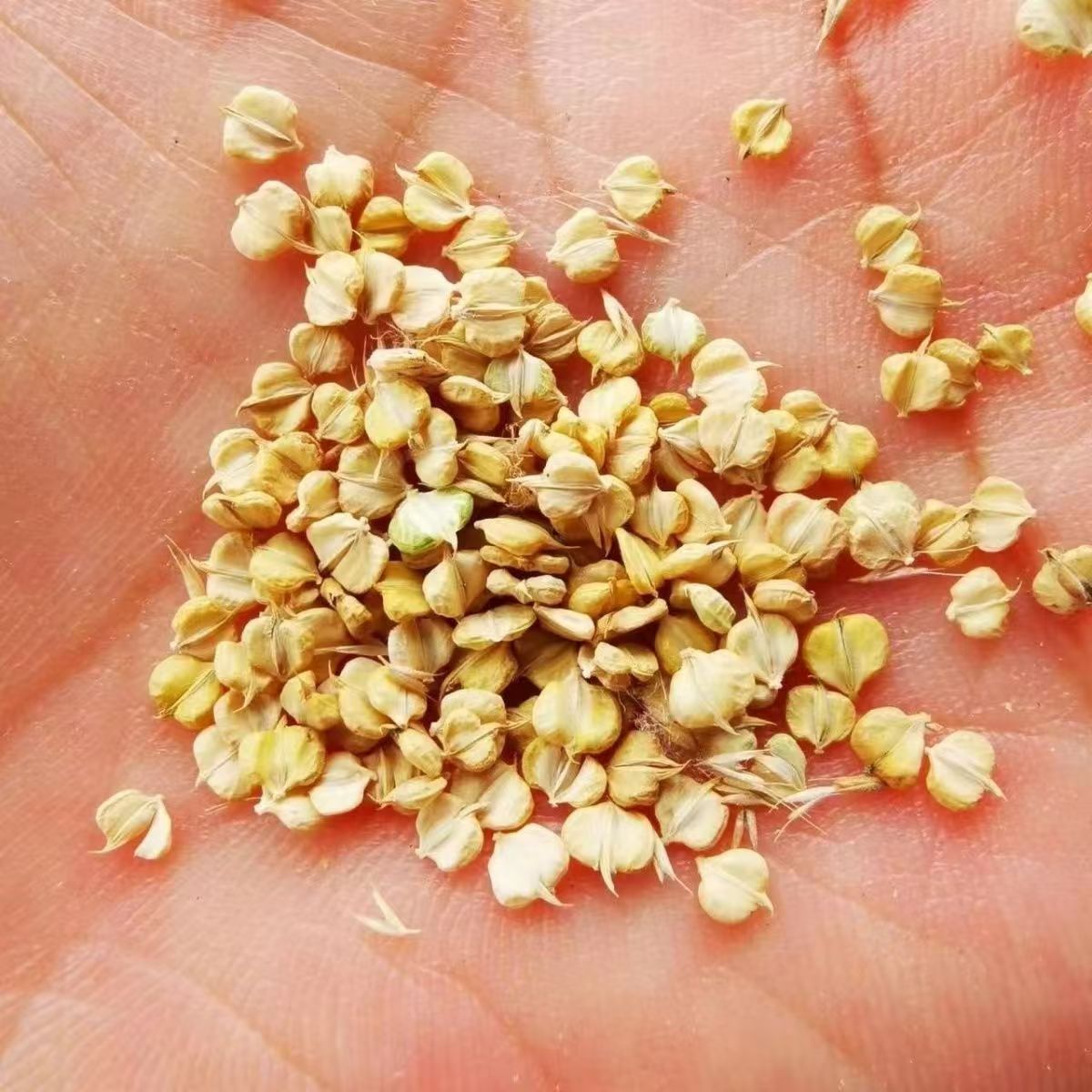 优选棒棒草籽养殖虾蟹棒头草苦梗草水草五月黄黄金籽养殖挺水水草