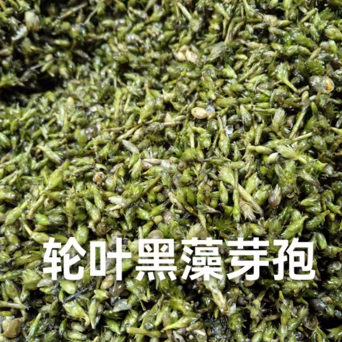轮叶黑藻芽孢水草活体灯笼泡子养殖小龙虾螃蟹水草净化水质耐高温