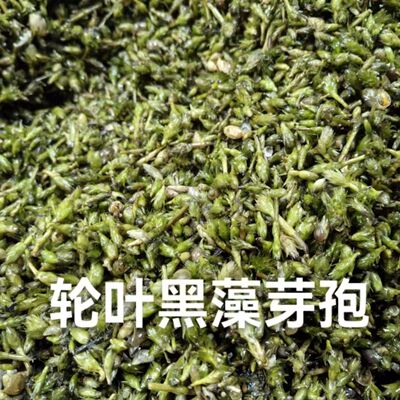 轮叶黑藻芽孢水草活体灯笼泡子养殖小龙虾螃蟹水草净化水质耐高温