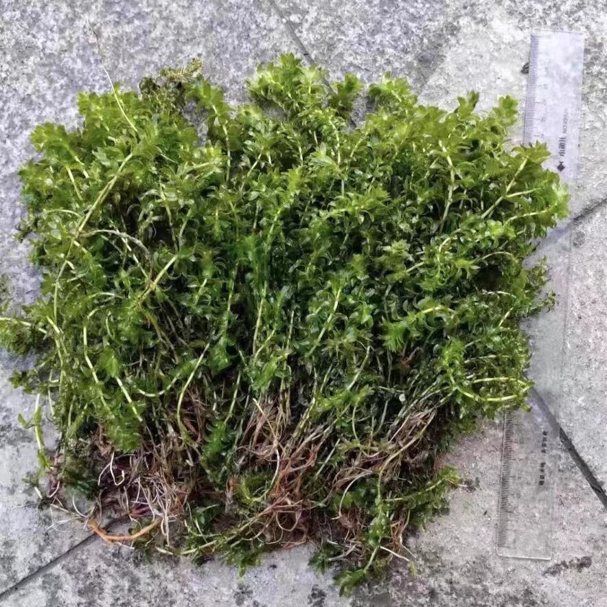 轮叶黑藻芽孢虾蟹养殖高温草灯笼泡草籽节节草种子净化水质