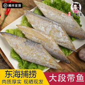 温州特产半干咸香带鱼干东海带鱼段淡晒风干新鲜切断海鲜干货500g