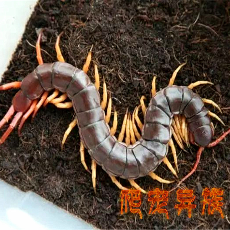 超大个体红龙凶猛越巨红龙蜈蚣
