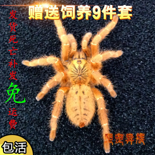 橙巴布蜘蛛活体宠物蜘蛛凶猛型蜘蛛c8蜘蛛橙巴布活体另类蜘蛛