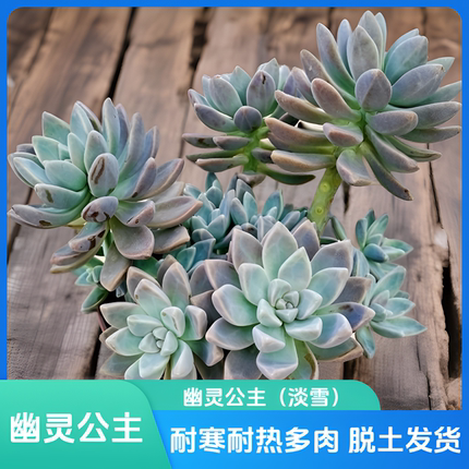 幽灵公主多肉植物多头散群生老桩淡雪室内阳台办公室庭院绿植盆景