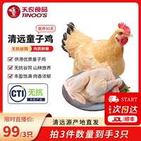 天農(nóng)散養(yǎng)清遠(yuǎn)小笨雞走地雞土雞