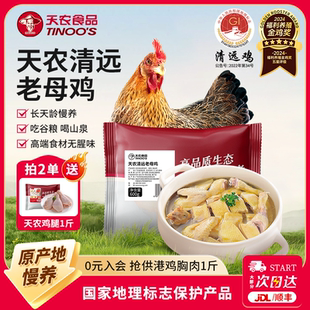 天农广东正宗清远鸡老母鸡600g农家散养谷饲生鲜走地鸡肉土鸡炖汤