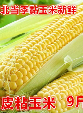 今年速冻新鲜玉米上市东北黑龙江软糯粘黄白玉米农家玉米棒包邮