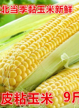 今年新鲜黏玉米黄白玉米9斤