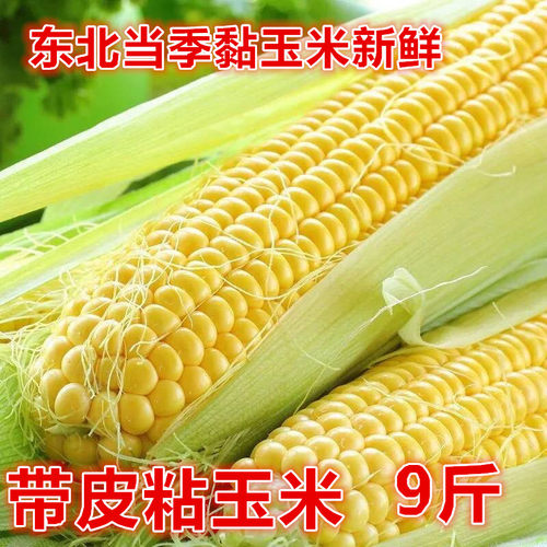 今年速冻新鲜黏玉米黄白玉米9斤